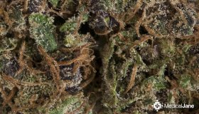 Black Jack Marijuana Strain